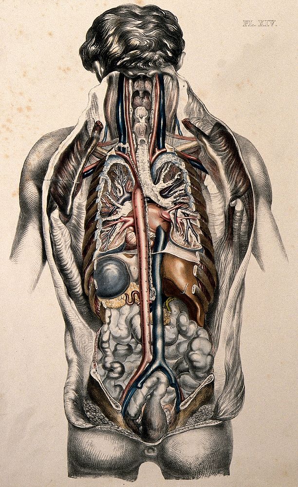 The body of a man seen from behind with the trunk dissected to reveal the ribs and viscera. Coloured lithograph by William…