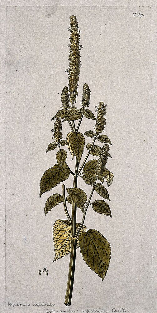 Hyssop (Hyssopus nepetoides): flowering stem with separate floral segments. Coloured engraving after F. von Scheidl, 1770.