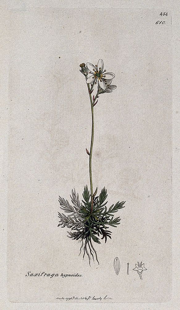 Saxifrage or rockfoil (Saxifraga hypnoides): flowering plant and floral segments. Coloured engraving after J. Sowerby, 1798.