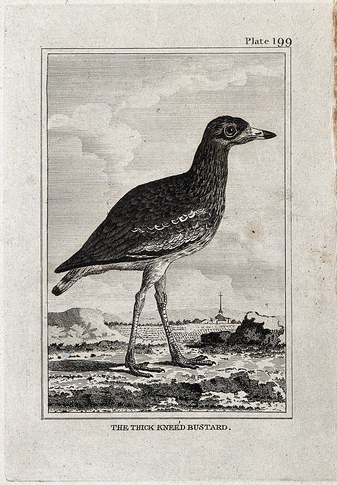 A thick-kneed bustard. Etching with engraving.