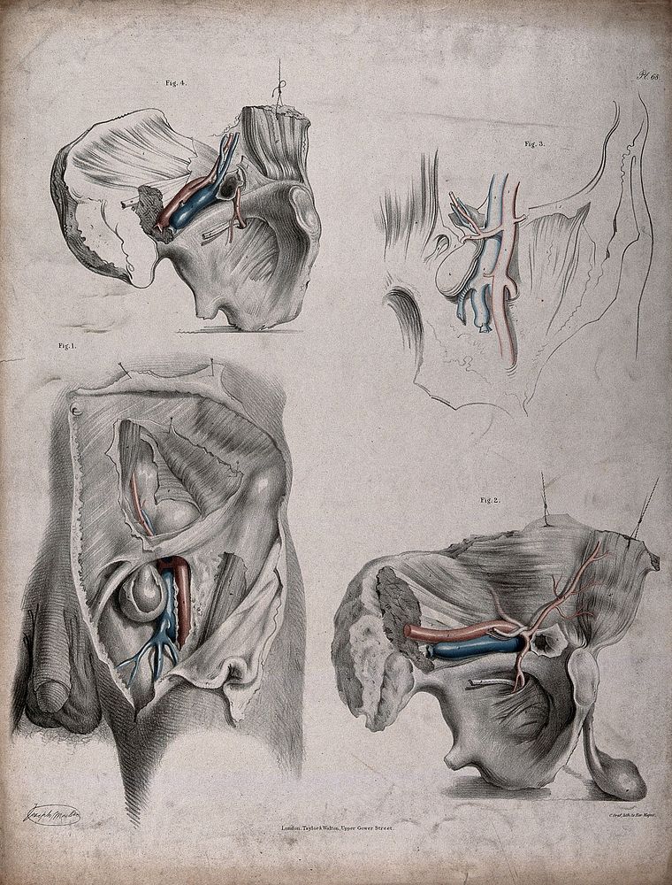 The circulatory system: dissections of the male reproductive system and pelvic bone, with the arteries and veins indicated…