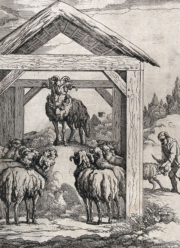 A decorated ram is standing above a group of sheep in a hay-shelter while a farmer is about to slaughter a sheep in the…