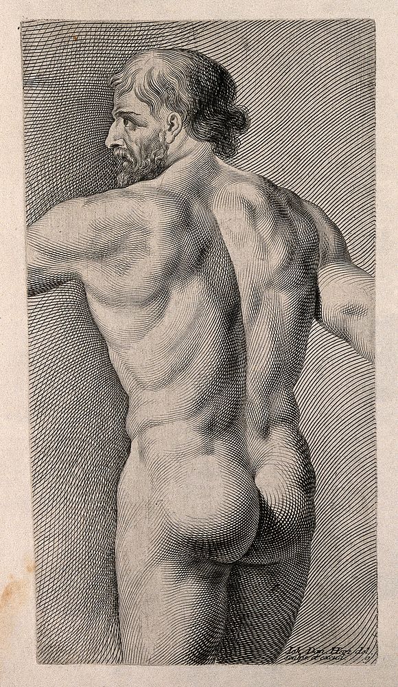 A middle aged man, nude: back view. Engraving by J.D. Herz after himself, c. 1732.