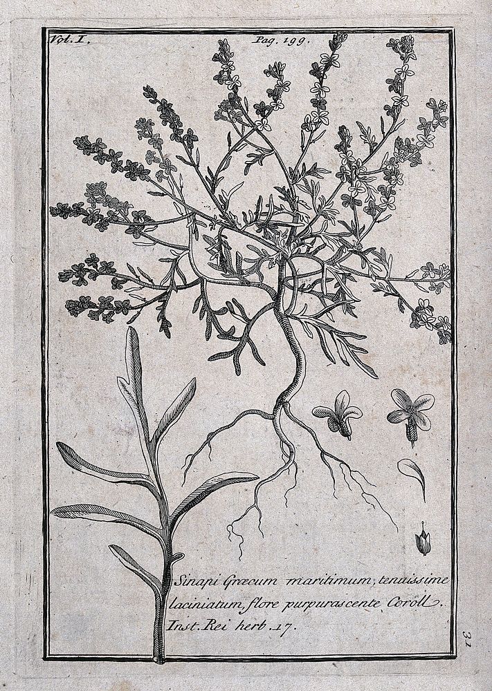 A plant (Sinapis species): flowering plant with leaf and floral segments. Etching, c. 1718, after C. Aubriet.
