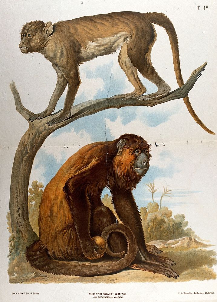 Two monkeys, one of which is standing on a tree branch. Chromolithograph by F. Gerasch after A. Gerasch, 1860/1880.