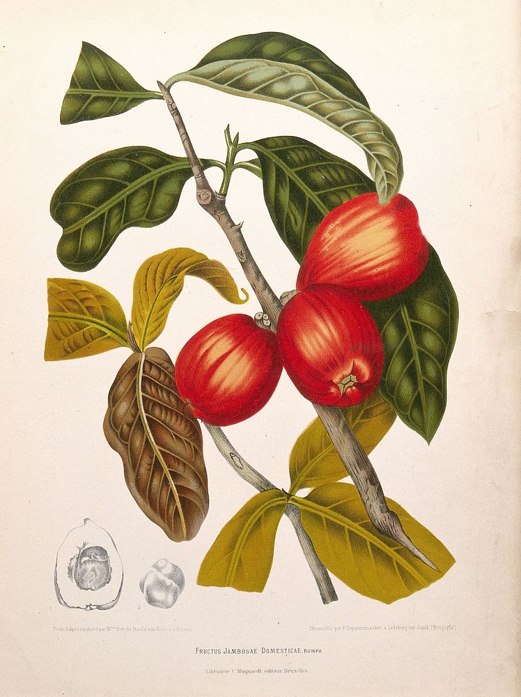 Rose apple (Syzygium jambos (L.) Alston): fruiting branch with leaves and numbered sections of fruit and seed.…