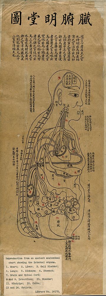 Profile view of female body, showing intestines and main organs. Woodcut by a Chinese artist.