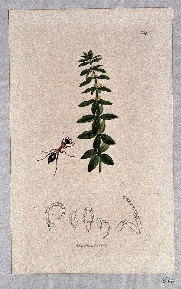 Bedstraw or crosswort plant (Galium cruciatum) with an associated insect and its anatomical segments. Coloured etching, c.…