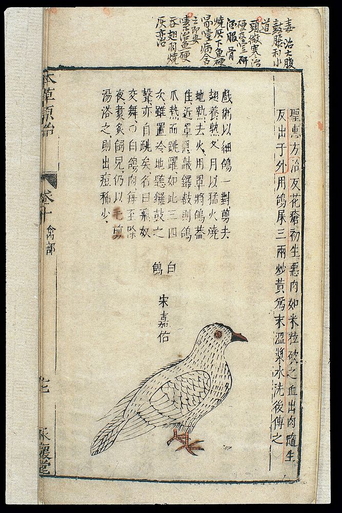 Chinese Materia medica, C17: Birds, White pigeon/dove