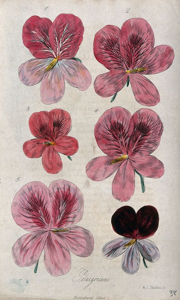 Flowers of six different varieties of pelargonium. Coloured engraving by J. & J. Parkin, c. 1835.