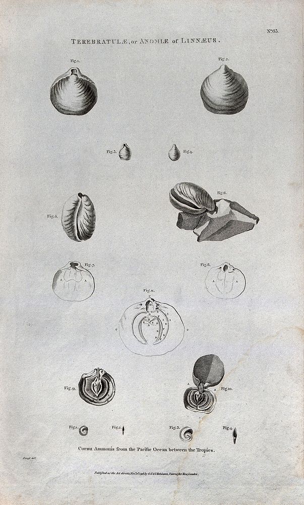Ammonites from the Pacific Ocean, some cross-sectioned. Etching by B. L. Prevost.