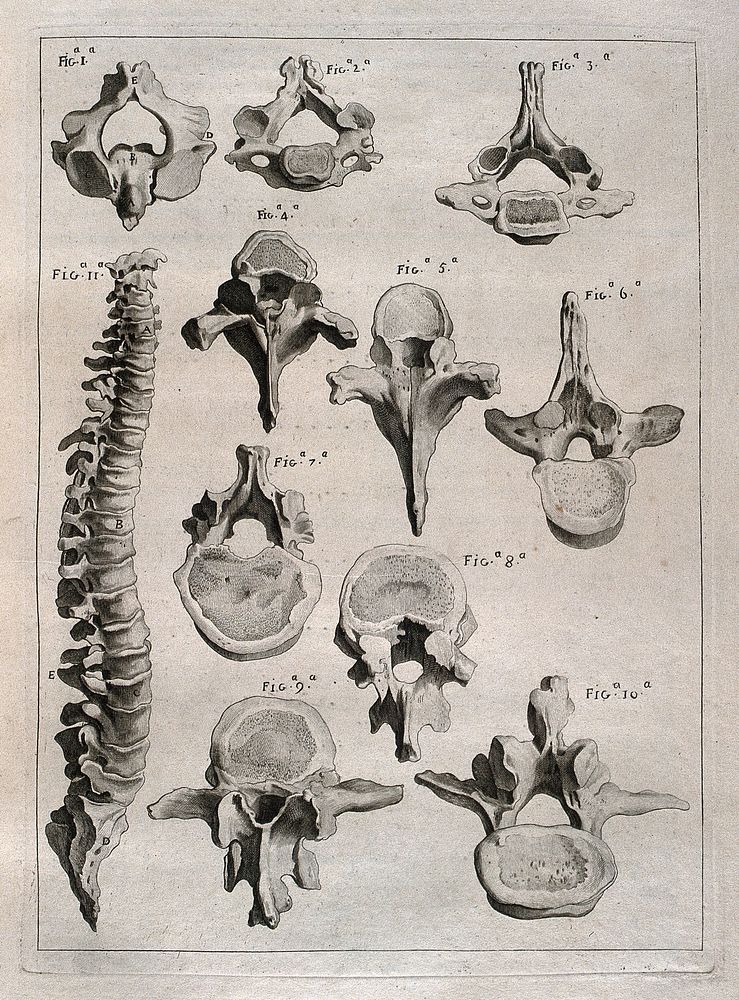 Bones of the spine: eleven figures, showing the spine and individual vertebrae. Etching by or after J. Gamelin, 1778/1779.
