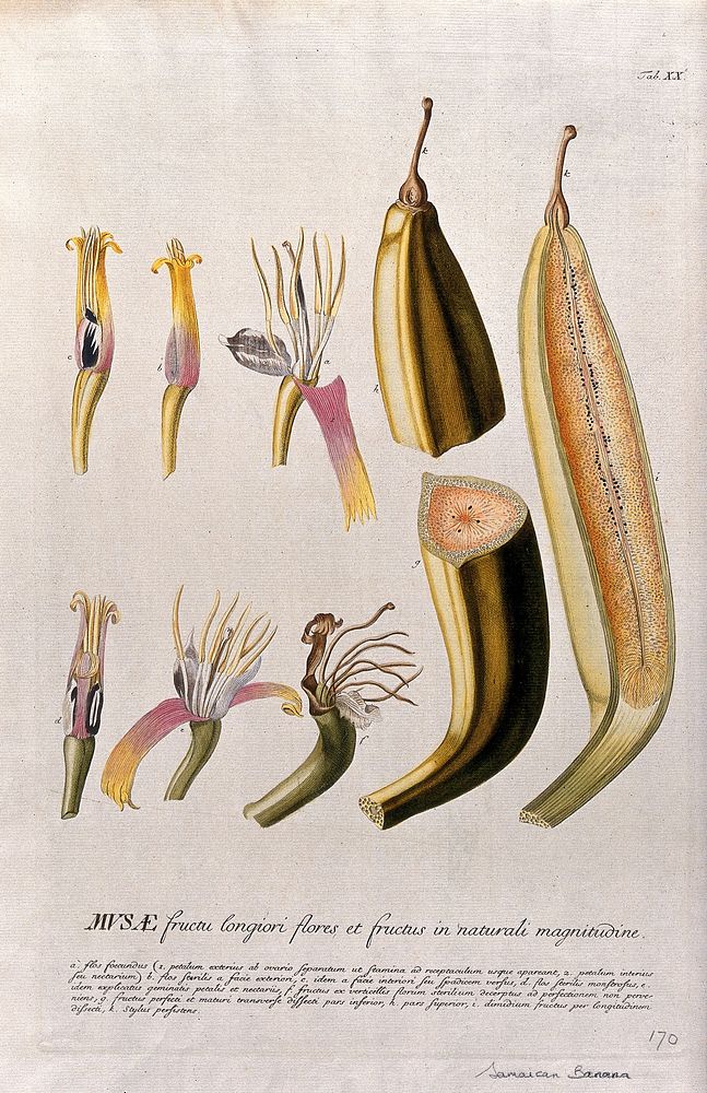 Plantain banana (Musa x paradisiaca L.): nine sections of flower and fruit. Coloured engraving by J.J. or J.E. Haid, c.1750…