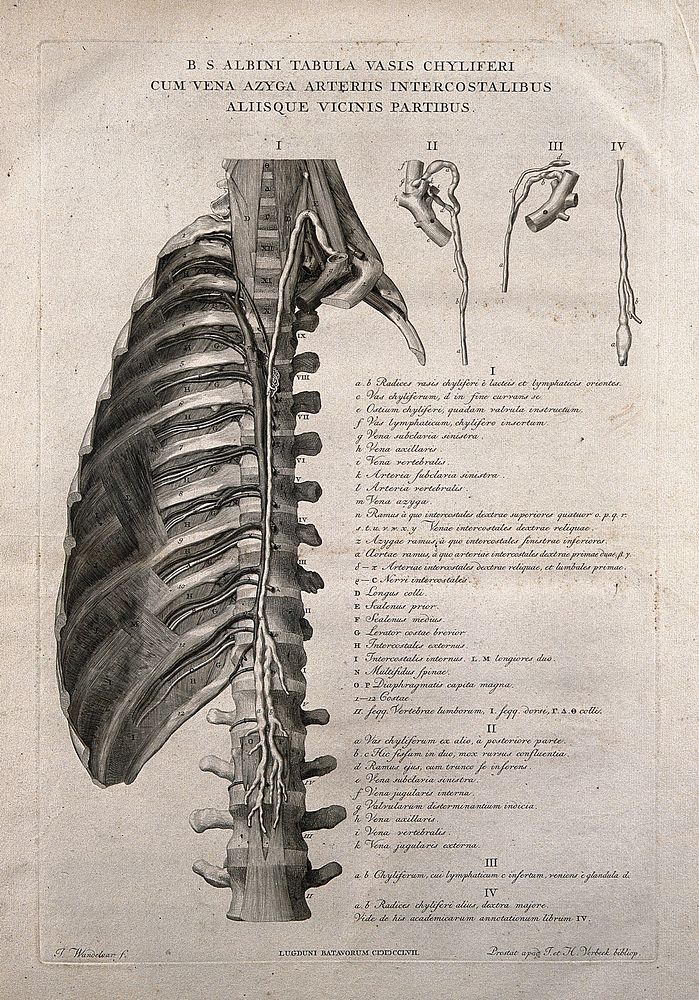 Thoracic duct of the lymphatic system. Line engraving by J. Wandelaar, 1747.
