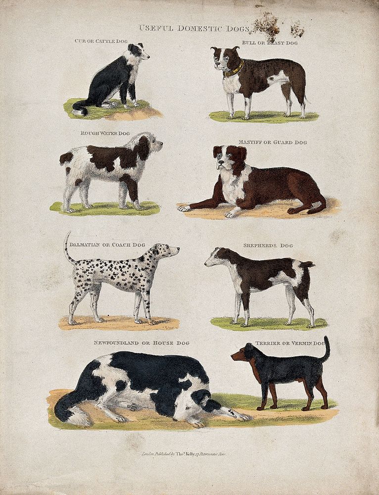 Eight different domestic dogs, including a cattle dog, a bull dog, a mastiff, a rough water dog and a dalmatian. Coloured…