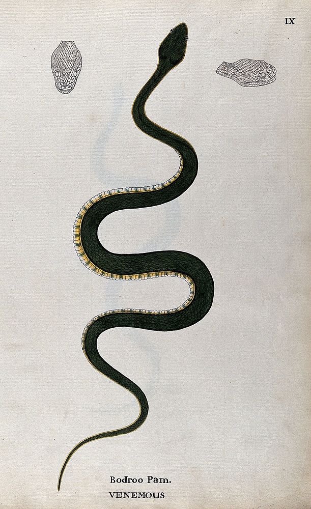 A poisonous snake, green in colour with yellow and green underbelly: includes two outline drawings of the head. Watercolour…