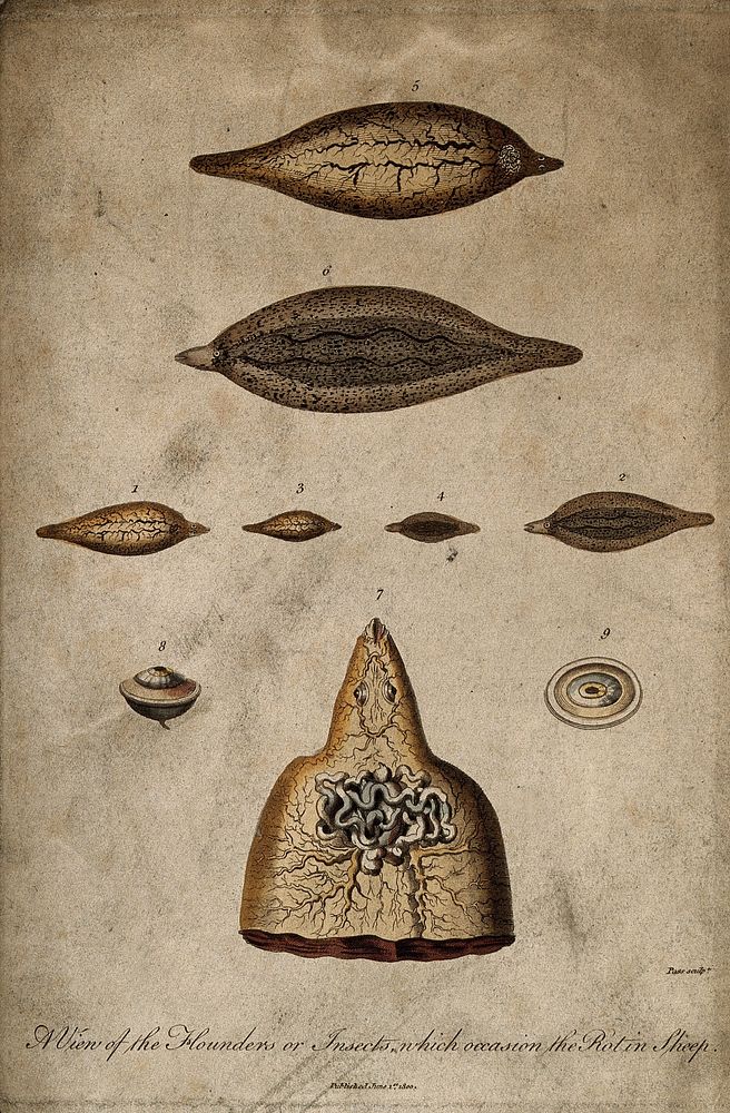 Flounders (parasites) responsible for causing rot in sheep. Coloured etching, 1800.