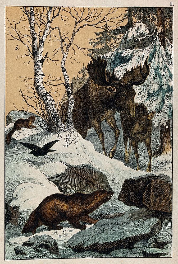 An elk and its young walking through a snowy landscape, with two wolverines watching on. Colour lithograph.