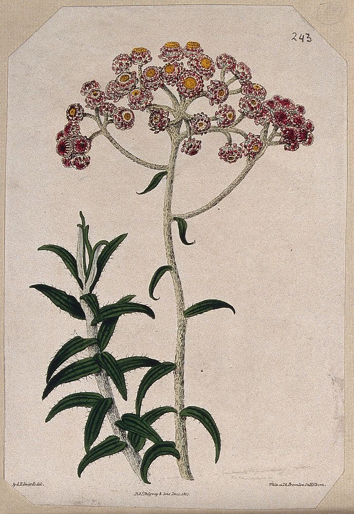 Cudweed (Gnaphalium congestum): flowering stem. Coloured engraving by C. White, c. 1817, after S. Edwards.