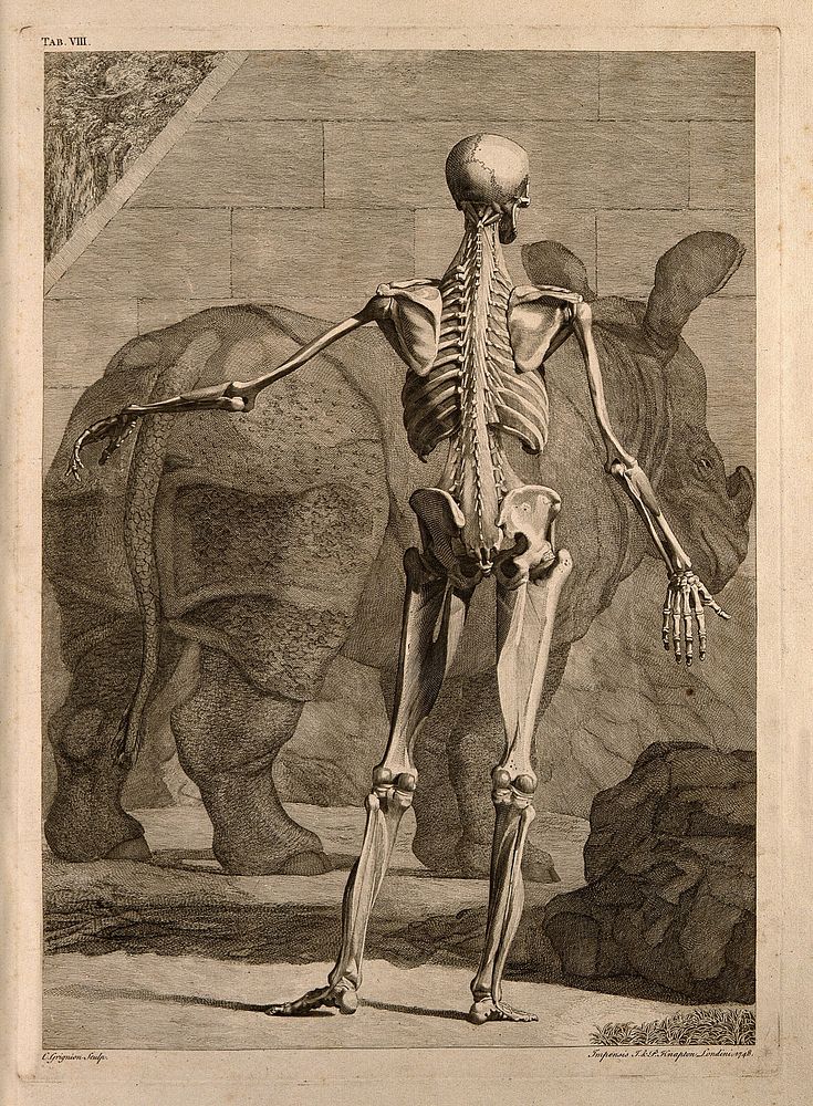 An écorché figure, back view, with left arm extended, showing the bones and the muscles, with a rhinoceros in the…