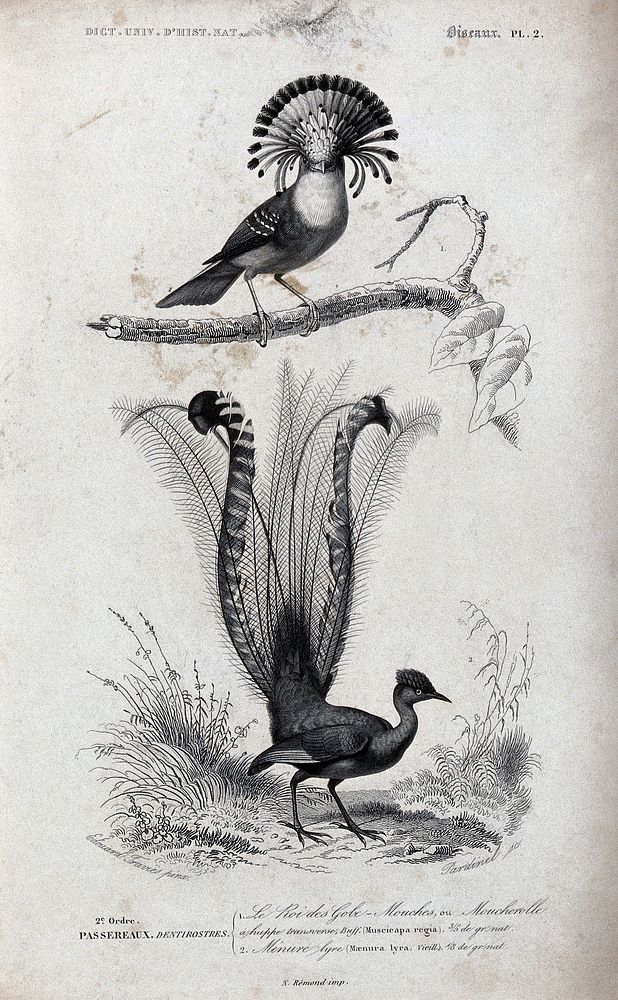 Above a flycatcher bird (muscicapa regia); below, peacock-like bird (maenura lyra). Etching by J. C. Pardinel after E.…