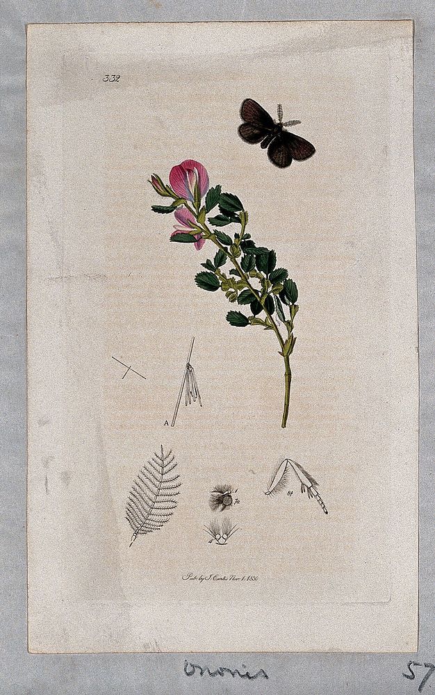 Rest-harrow plant (Ononis arvensis) with an associated moth and its anatomical segments. Coloured etching, c. 1830.