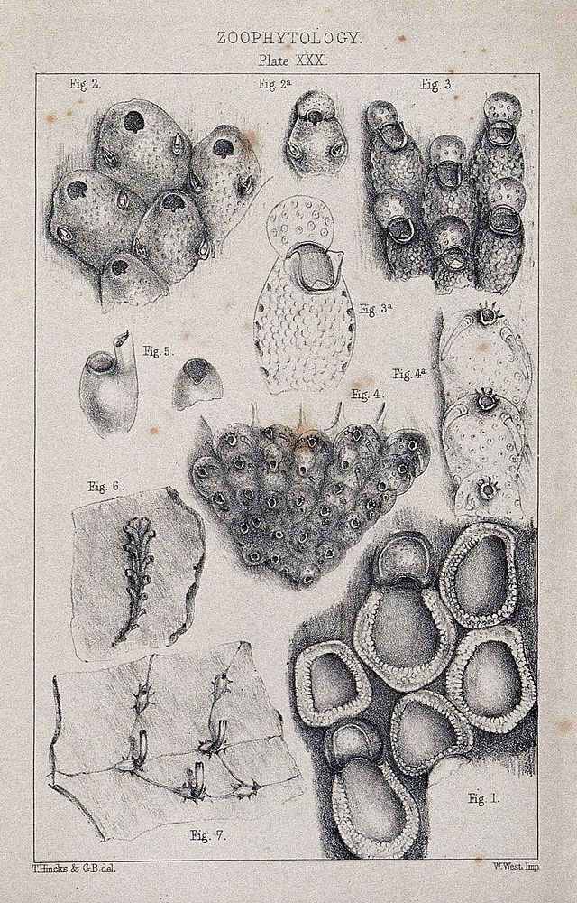 A variety of fossils and zoophytes. Lithograph by T. Hincks and G. B.