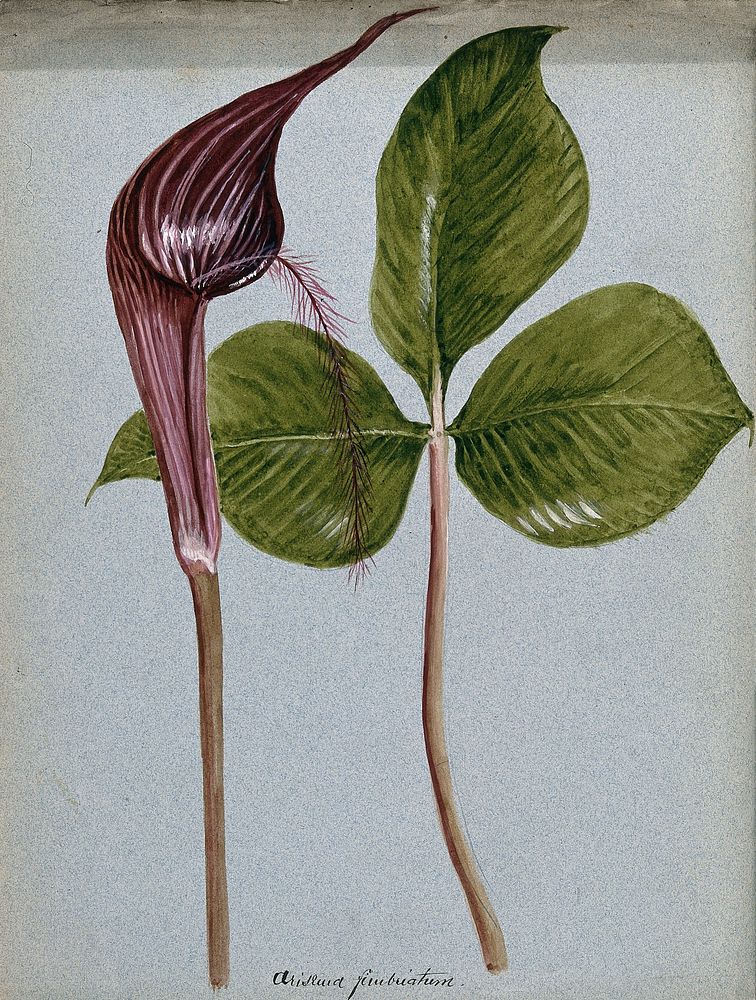 Cobra-lily (Arisaema fimbriatum): inflorescence and leaf. Watercolour.