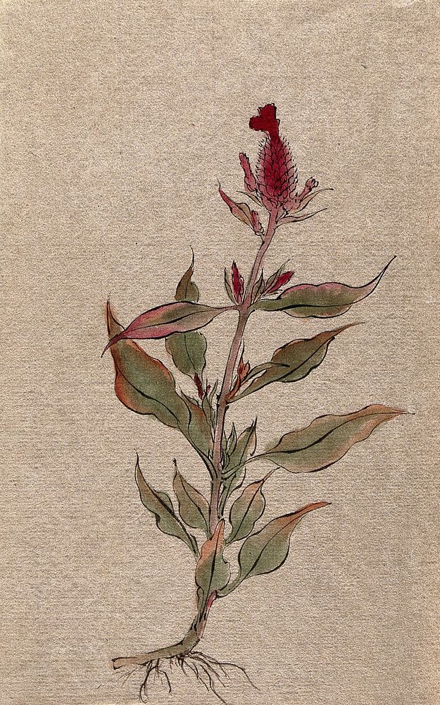 A plant, possibly Celosia argentea: flowering stem with root. Watercolour.