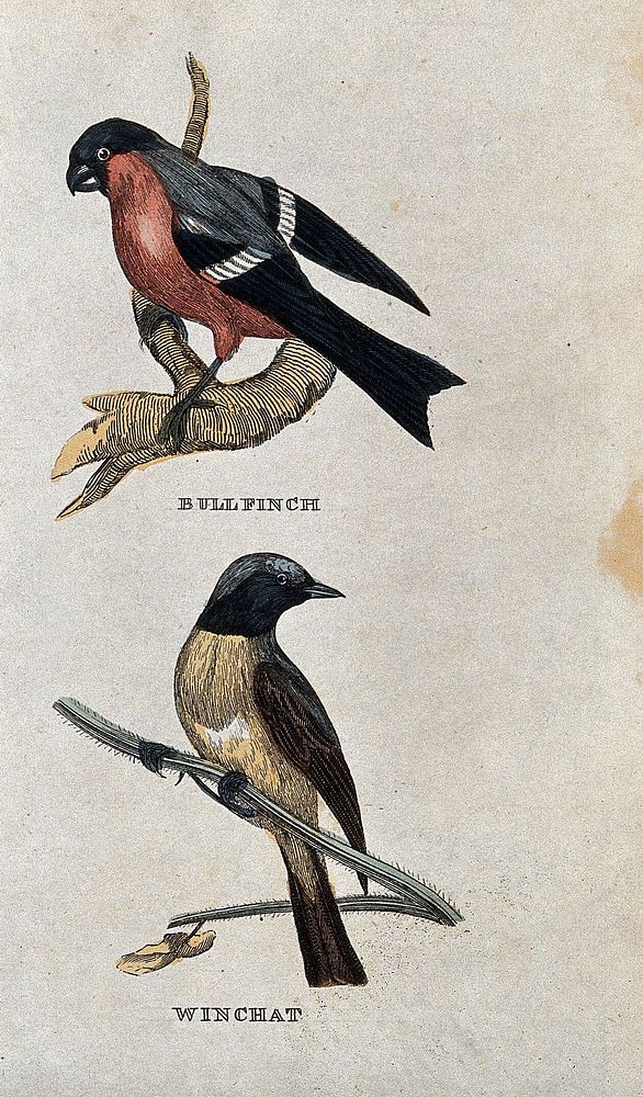 Two birds: a bullfinch and a whinchat. Coloured engraving.