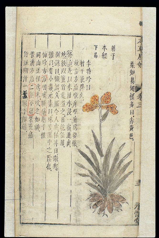 Chinese Materia medica, C17: Plant drugs, Blackberry lily