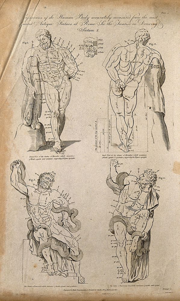 Proportions of the human body: four figures of the Farnese Hercules and the Laocoön group, with proportions marked. Line…