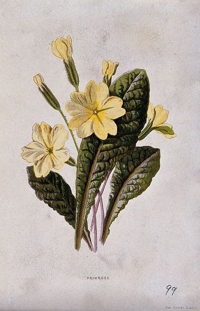 Primrose (Primula vulgaris): flowering stems and leaves. Chromolithograph, c. 1877, after F. E. Hulme.
