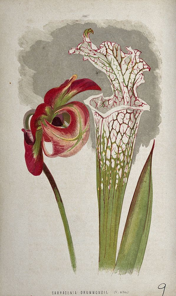A pitcher plant (Sarracenia drummondii): flower, young leaf and pitcher. Chromolithograph, c. 1870, after H. Briscoe.