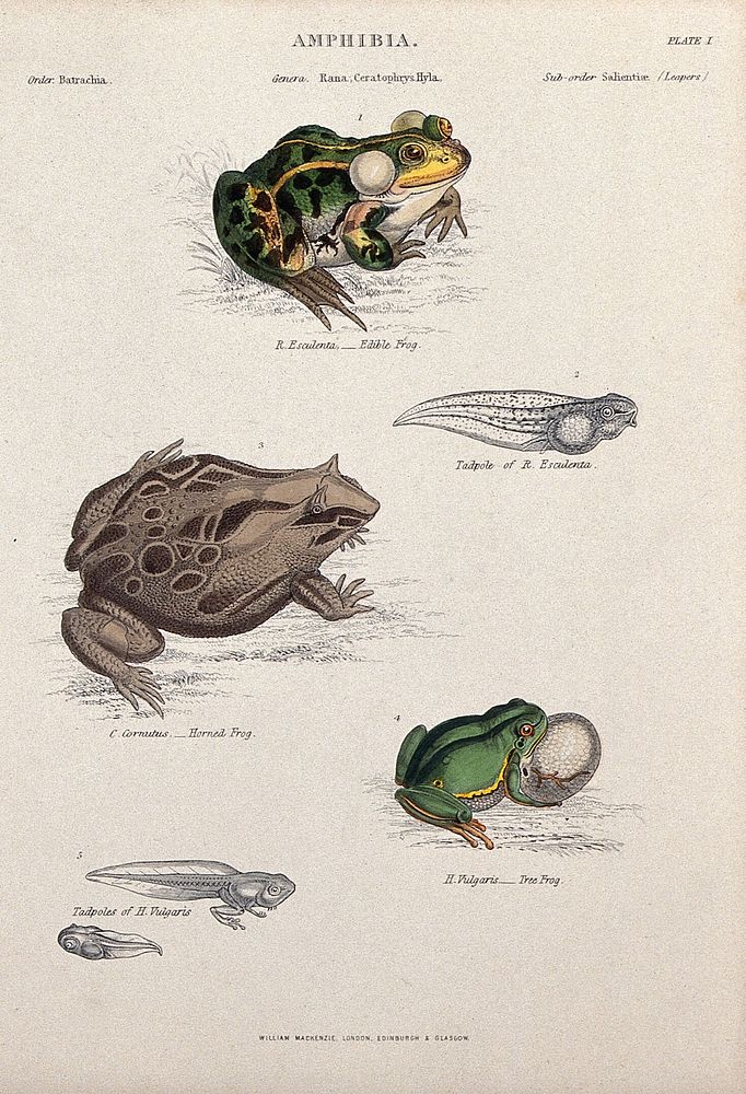 The edible frog with tadpole, tree frog with tadpole and horned frog. Coloured engraving by J. W. Lowry after C. Bone.