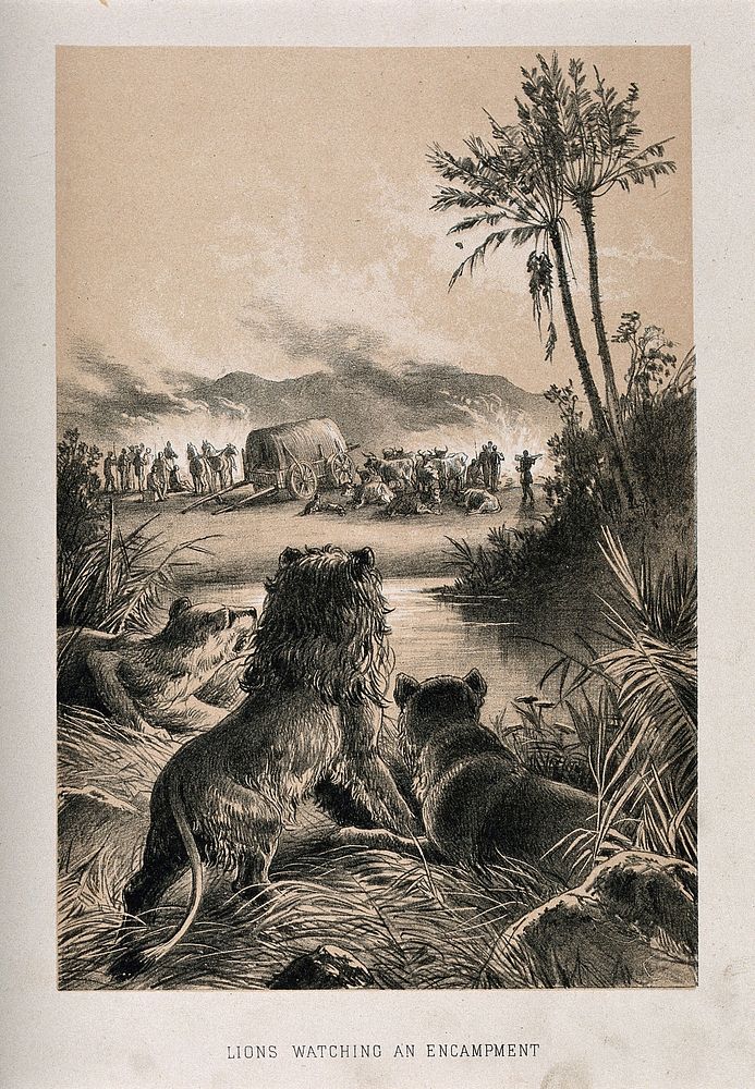 Lions watching an encampment in Africa. Lithograph.