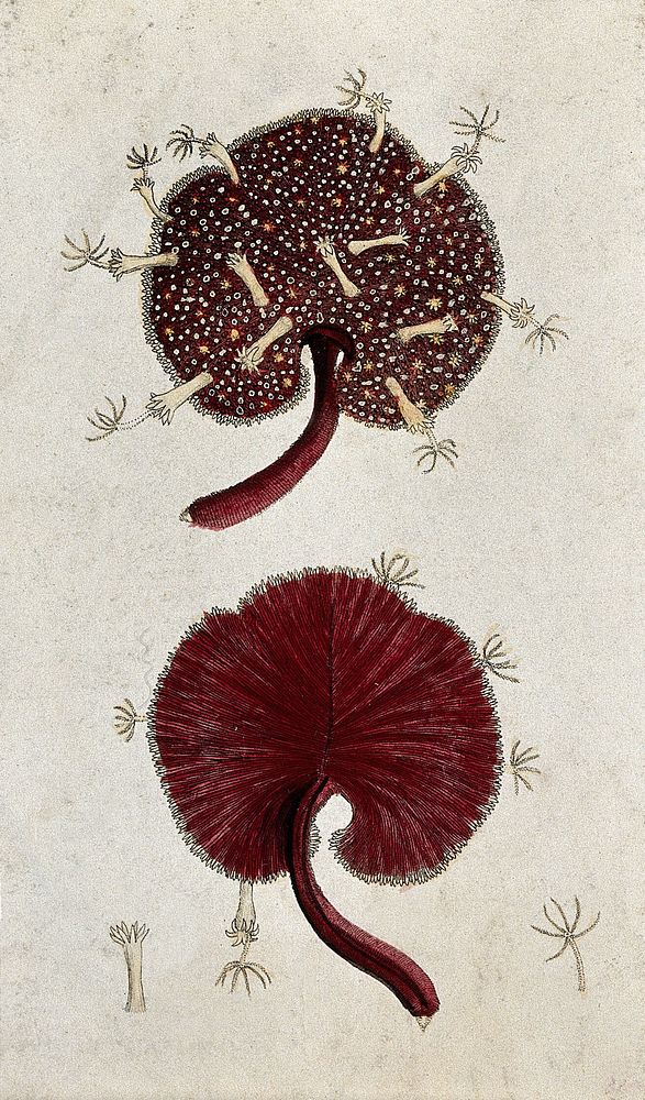 Two marine spongiform animals. Coloured etching.