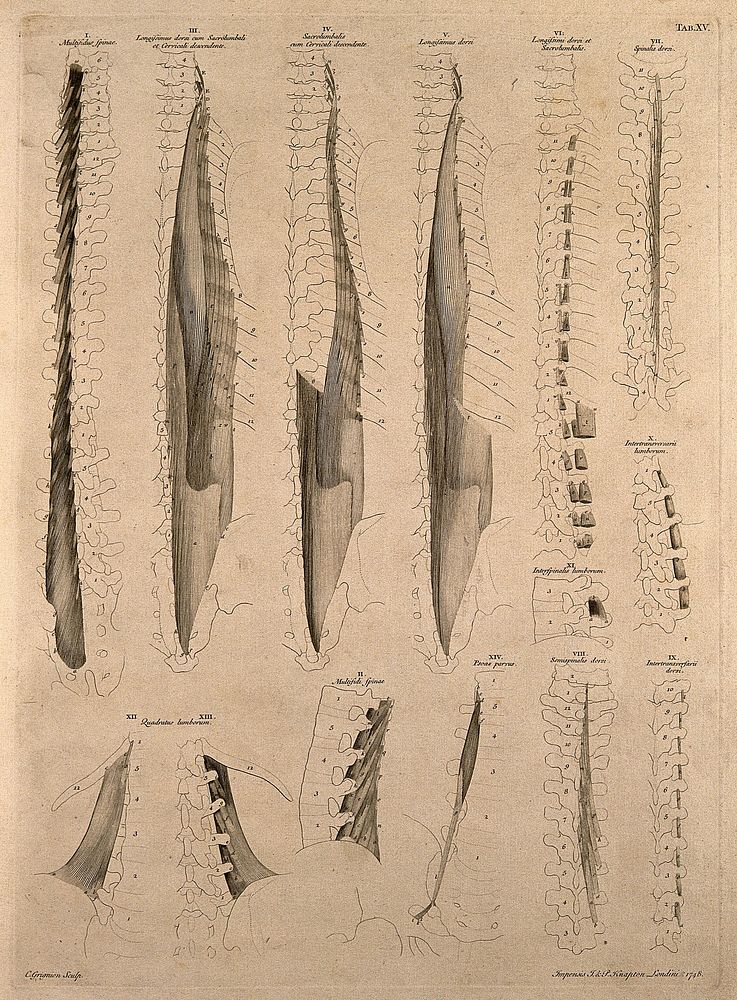 Muscles and bones of the vertebral column. Engraving by C. Grignion after B.S. Albinus, 1748.