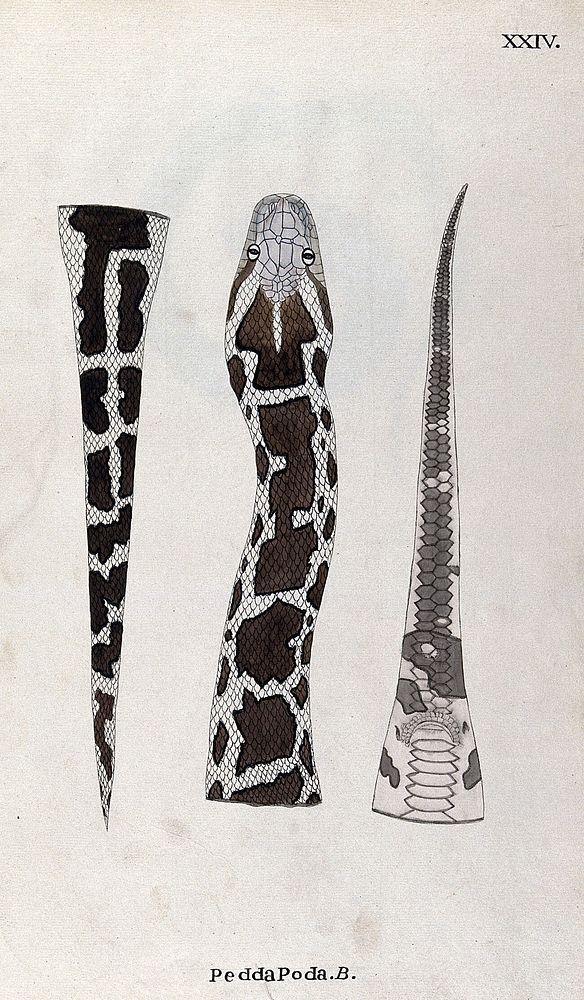 A snake, pale in colour, with dark brown patches edged with black: three figures, showing the head and neck, and the tail…