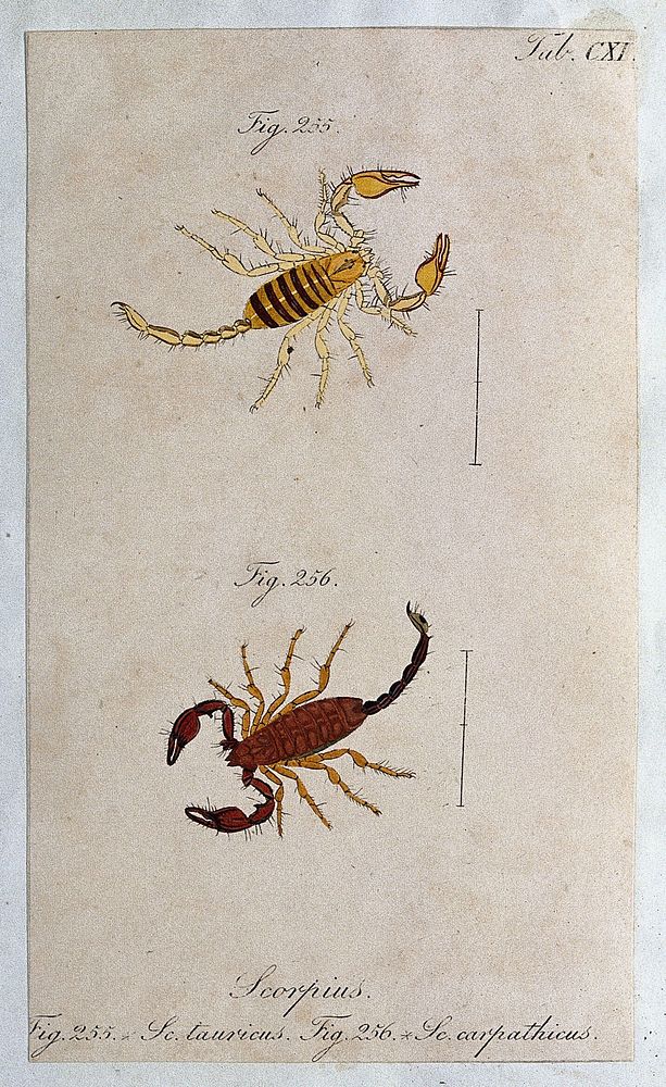 Two scorpions: Scorpius tauricus and Scorpius carpathicus. Coloured engraving.
