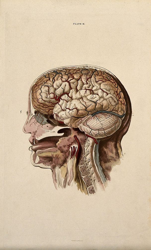 Brain: dissection showing cross-section through head and neck, with lateral view of the brain. Coloured line engraving by…