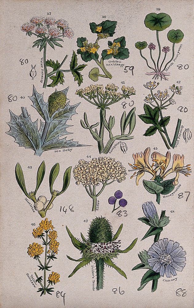 Twelve British wild flowers with their common names. Coloured engraving, c. 1861, after J. Sowerby.
