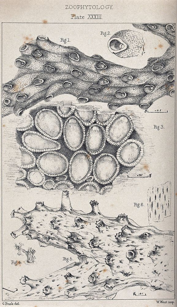 Zoophytes and cross-sections of their parts. Lithograph by G. Busk.