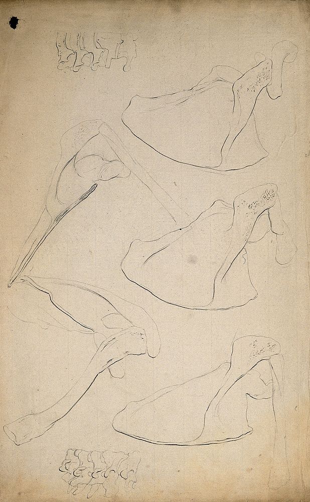 Scapulae and vertebrae. Pencil drawing, 1804/1815.