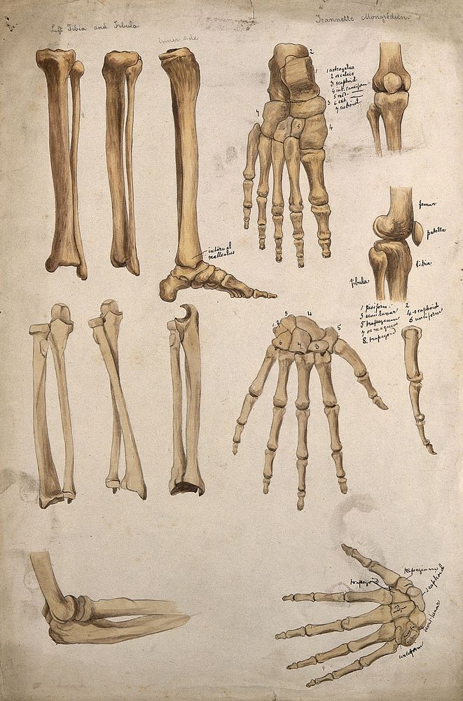 Bones of the arm, leg, hand, foot and knee: thirteen figures. Watercolour by J. Mongrédien, ca. 1880.