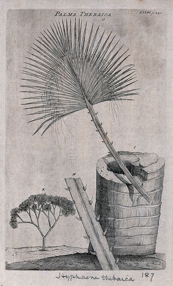 Doum palm (Hyphaene thebaica (L.) C.Martius): leaf, sectioned stem, leaf stalk and whole plant. Etching by G. D. Ehret, c.…