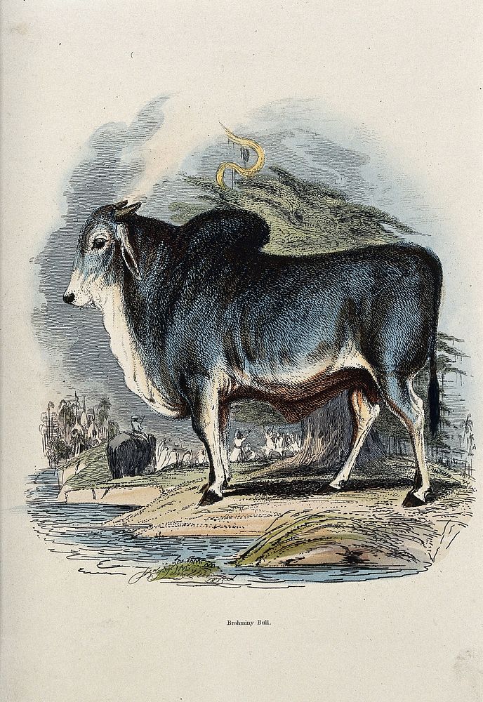 A Brahminy bull standing on the shore of a river. Coloured etching by T. Landseer.