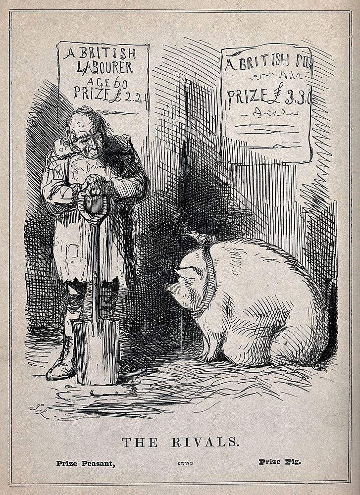 An old farm labourer is valued at 2 guineas but a prize pig is valued at 3 guineas. Wood engraving by J. Leech, 1846.