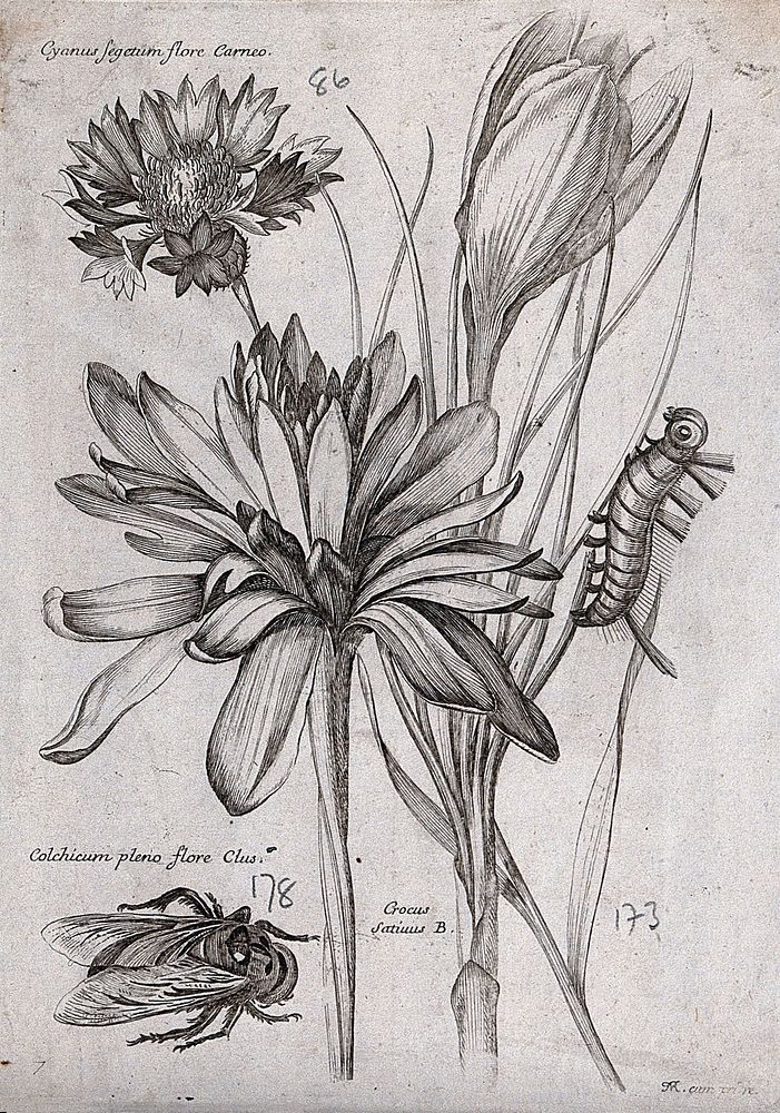 A cornflower (Centaurea cyanus), autumn crocus (Colchicum species) and saffron crocus (Crocus sativus): three flowers with a…