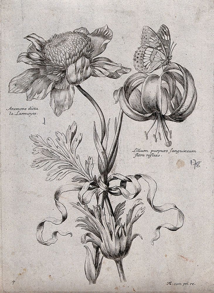 An anemone (Anemone species) and lily (Lilium species): flowering stems with butterfly. Etching by N. Robert, c. 1660, after…